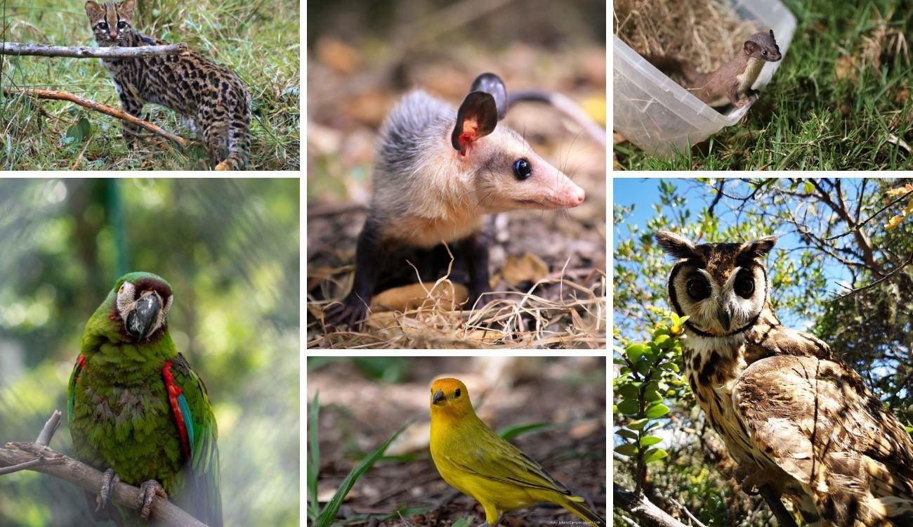 CAR habilitó línea 24/7 ante daños a fauna silvestre por uso de pólvora