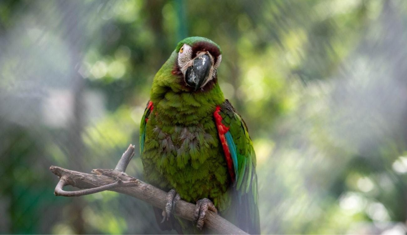 ¿Cómo afecta a las aves el uso de pólvora?