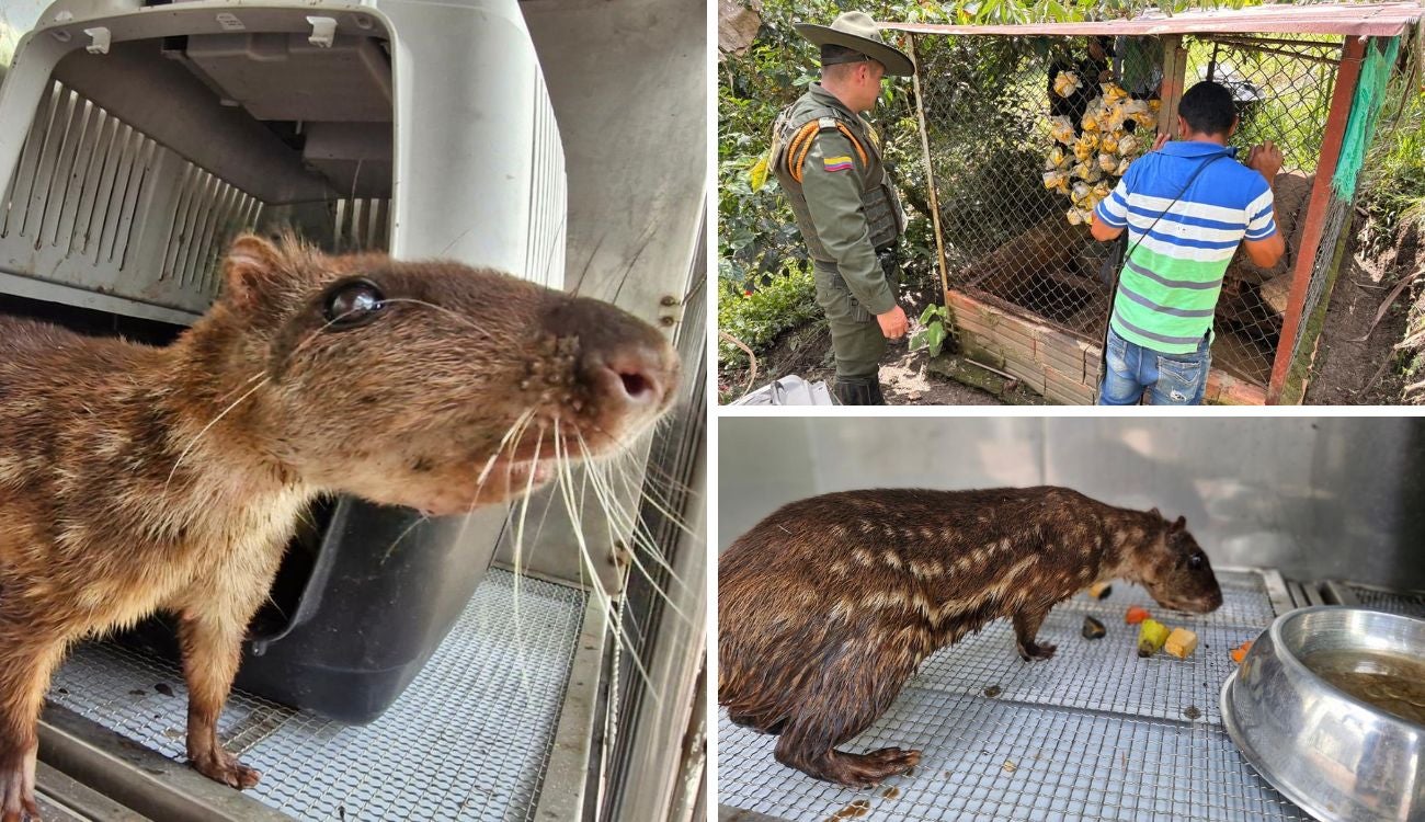 CAR frena venta ilegal de 10 borugos en temporada navideña