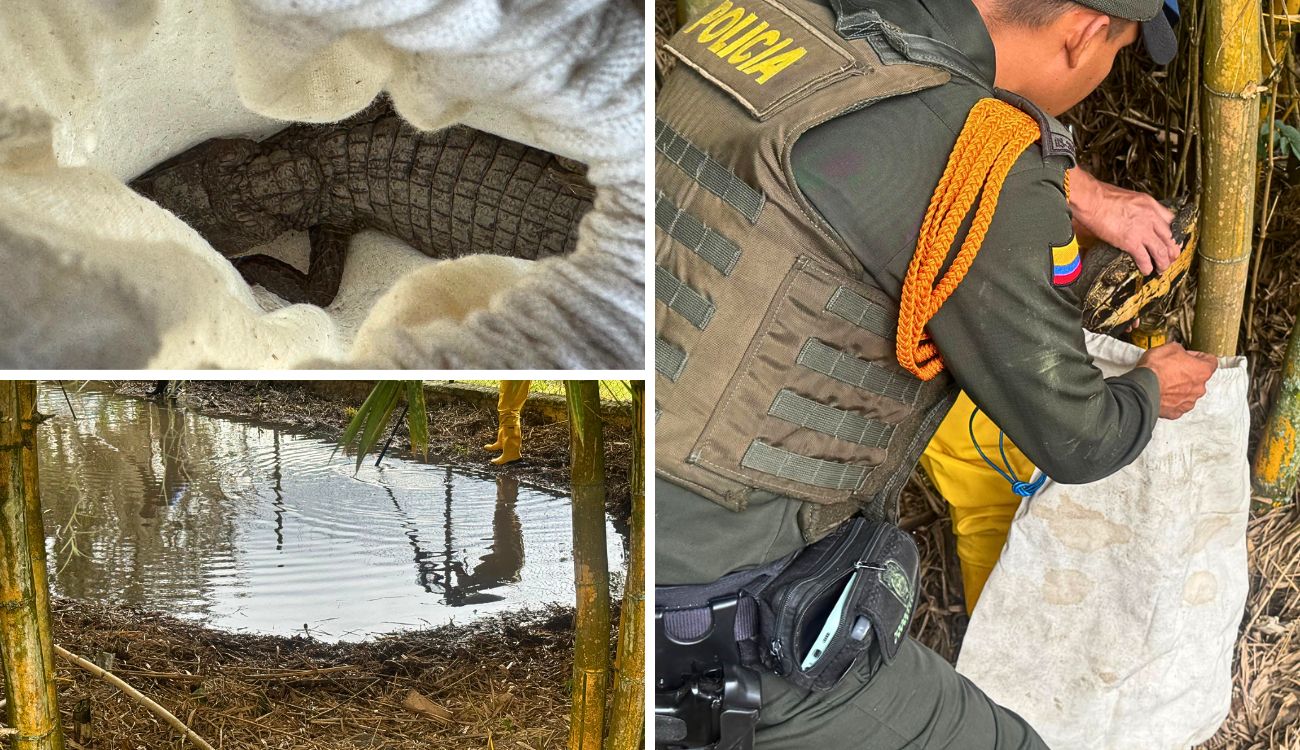 CAR logró rescate en Pacho: babillas y tortuga fueron libres para Navidad