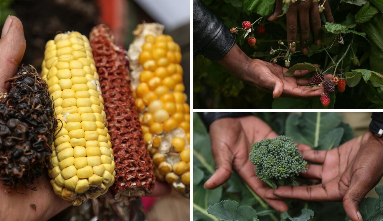 Precios en Corabastos este 18 de diciembre de 2025: alimentos que más bajaron este jueves