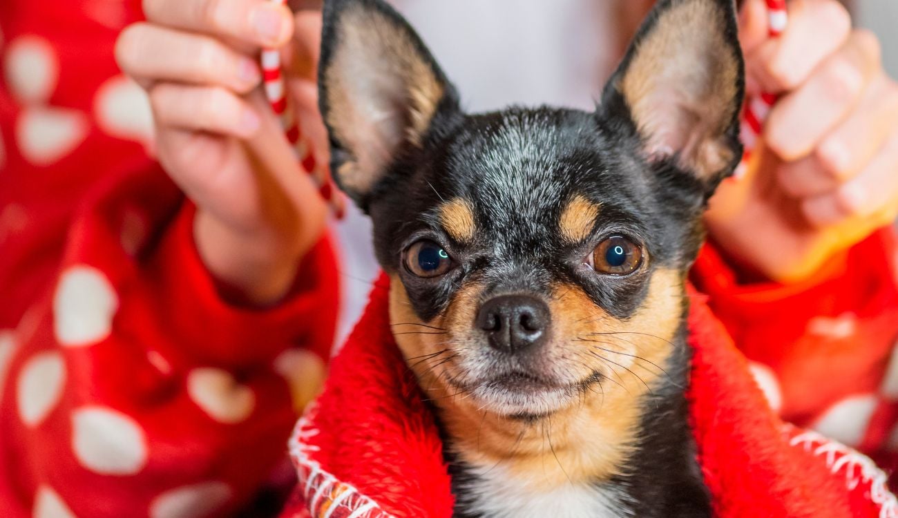 Mascotas en riesgo por Navidad: reportan afectaciones por cambios en casa