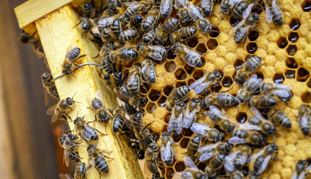 Distrito protege la vida y evita emergencia: rescata 15.000 abejas en Puente Aranda