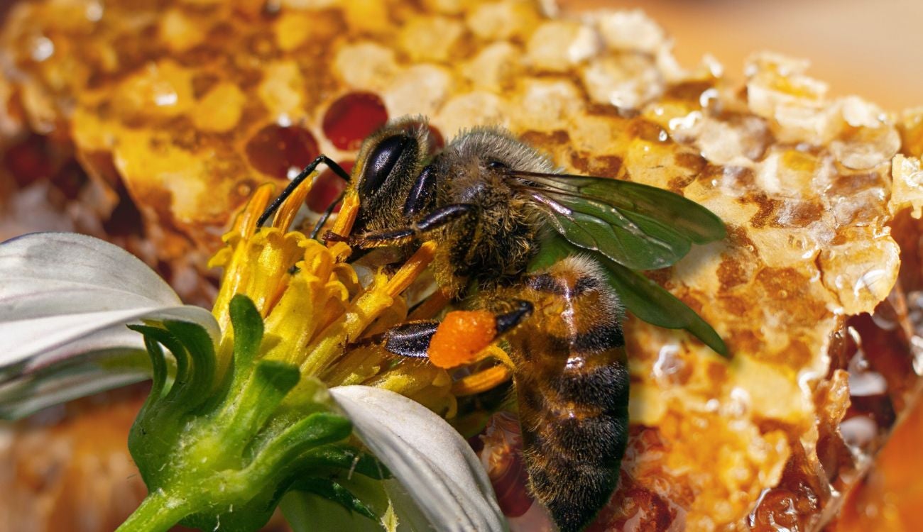 Distrito protege la vida y evita emergencia: rescata 15.000 abejas en Puente Aranda