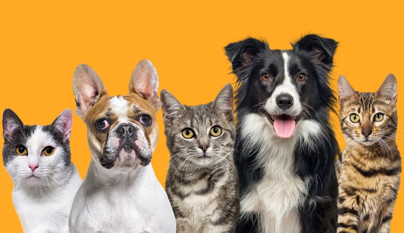 Galán anunció 7.000 cupos de esterilización gratis sin cita previa