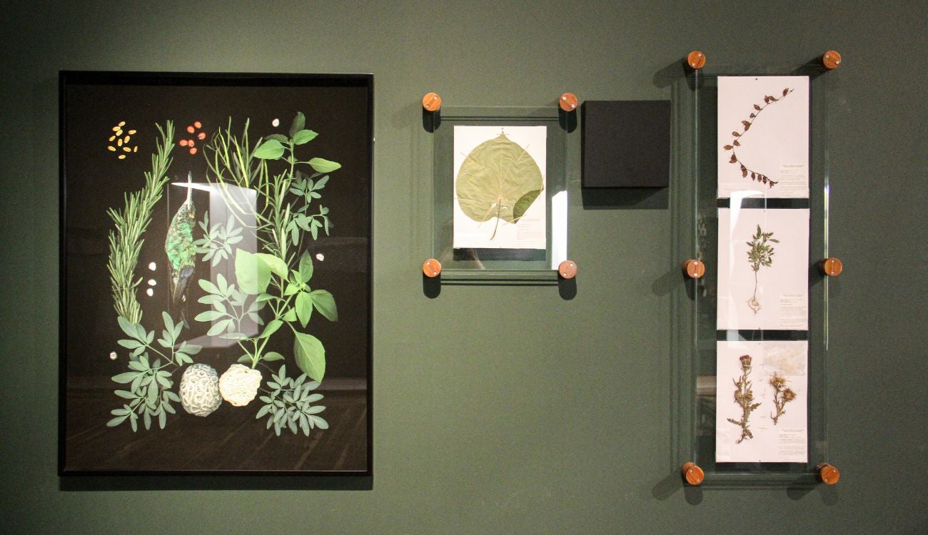 Museo Nacional arma planzazo por sus 200 años con exposición gigante