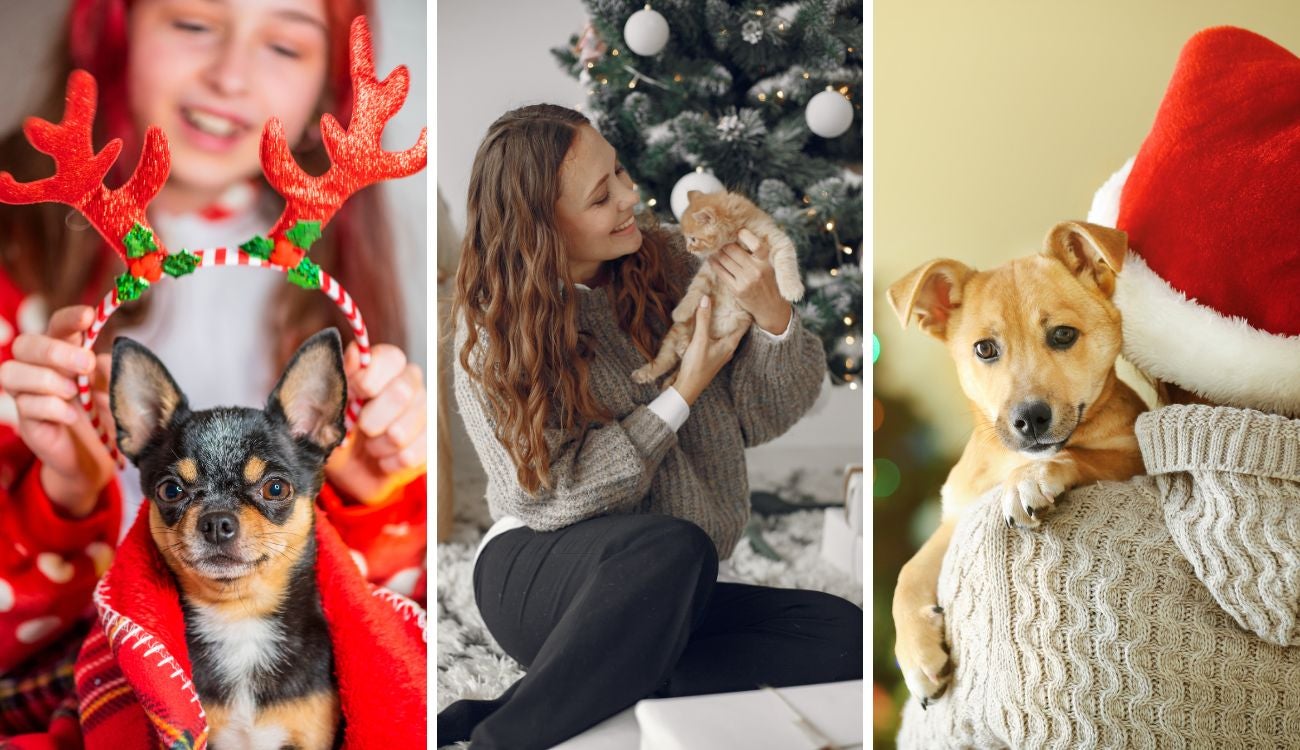 Mascotas en riesgo por Navidad: reportan afectaciones por cambios en casa