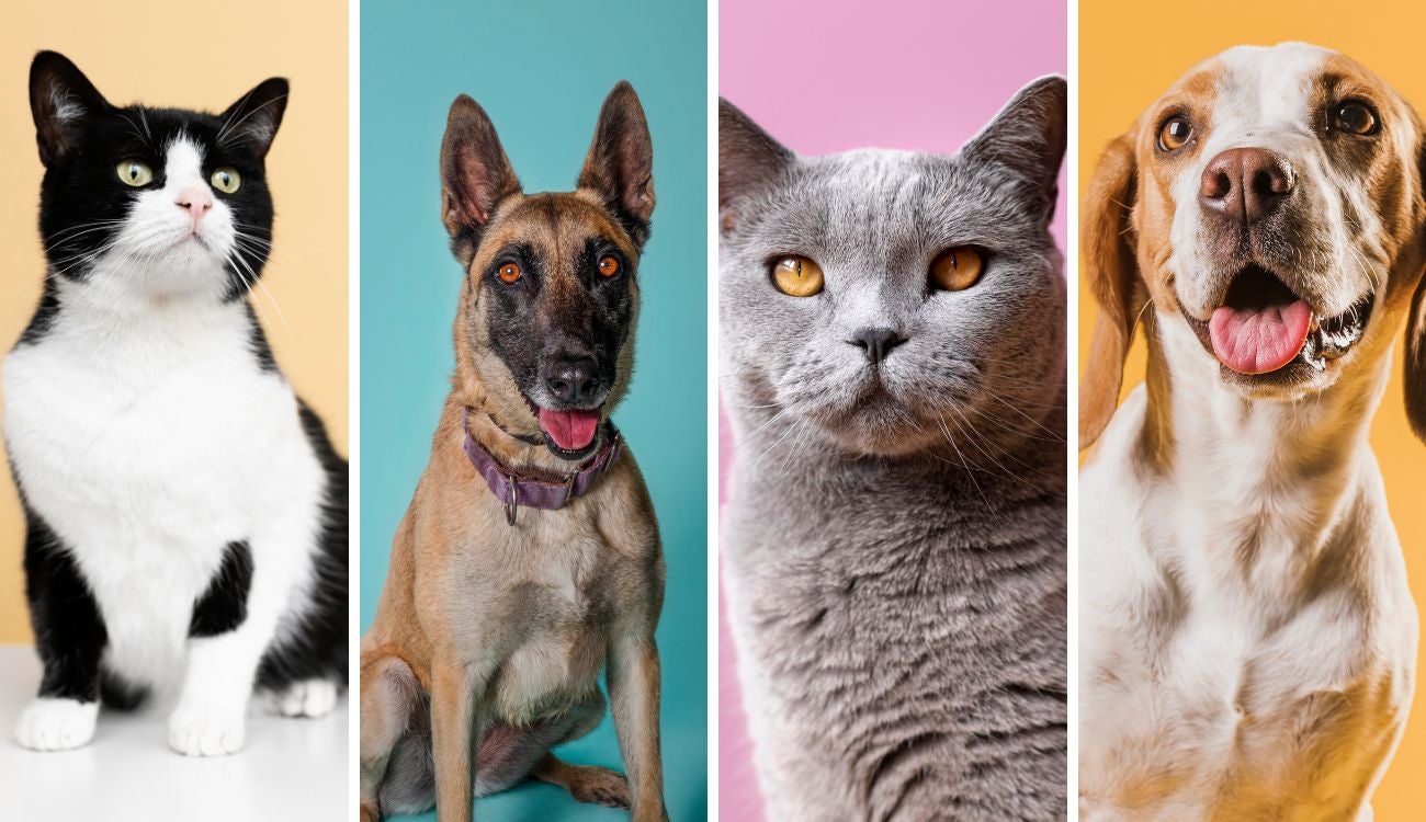 Distrito mueve campaña navideña: animales buscan compañía este diciembre