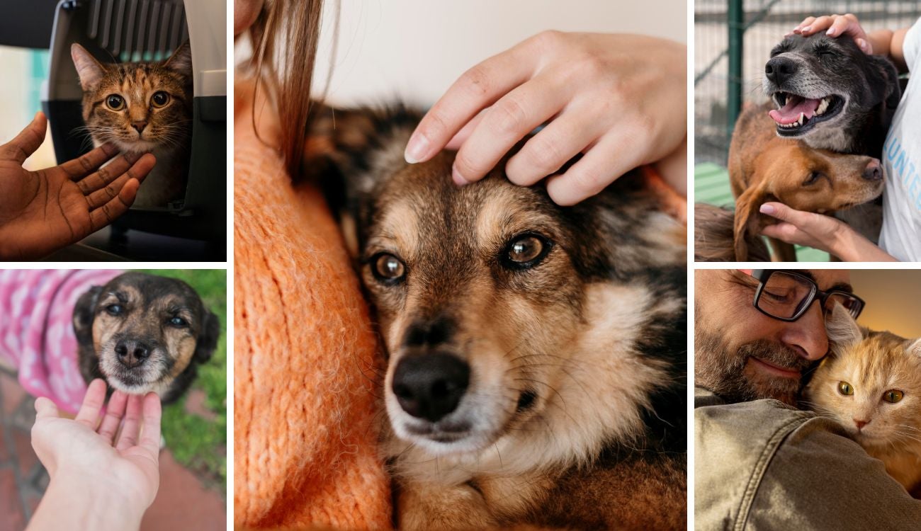 Adopción de mascotas en Bogotá: animales buscan familia para Navidad