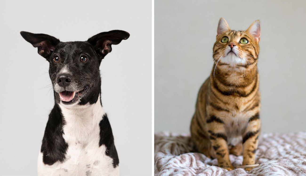 Distrito mueve campaña navideña: animales buscan compañía este diciembre