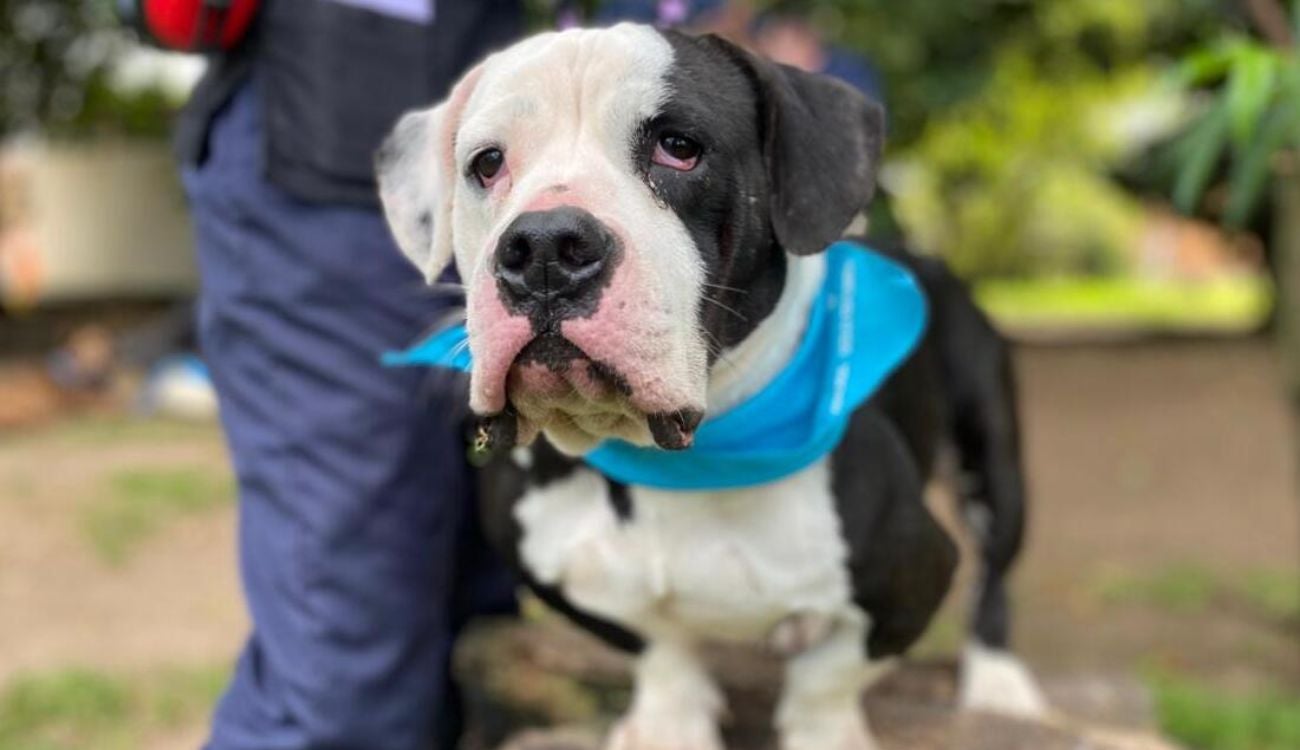 Terapias con colita feliz: así curan los ‘dogtores’ a pacientes en Bogotá