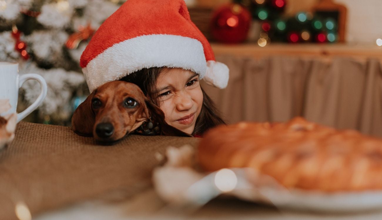 Mascotas en riesgo por Navidad: reportan afectaciones por cambios en casa
