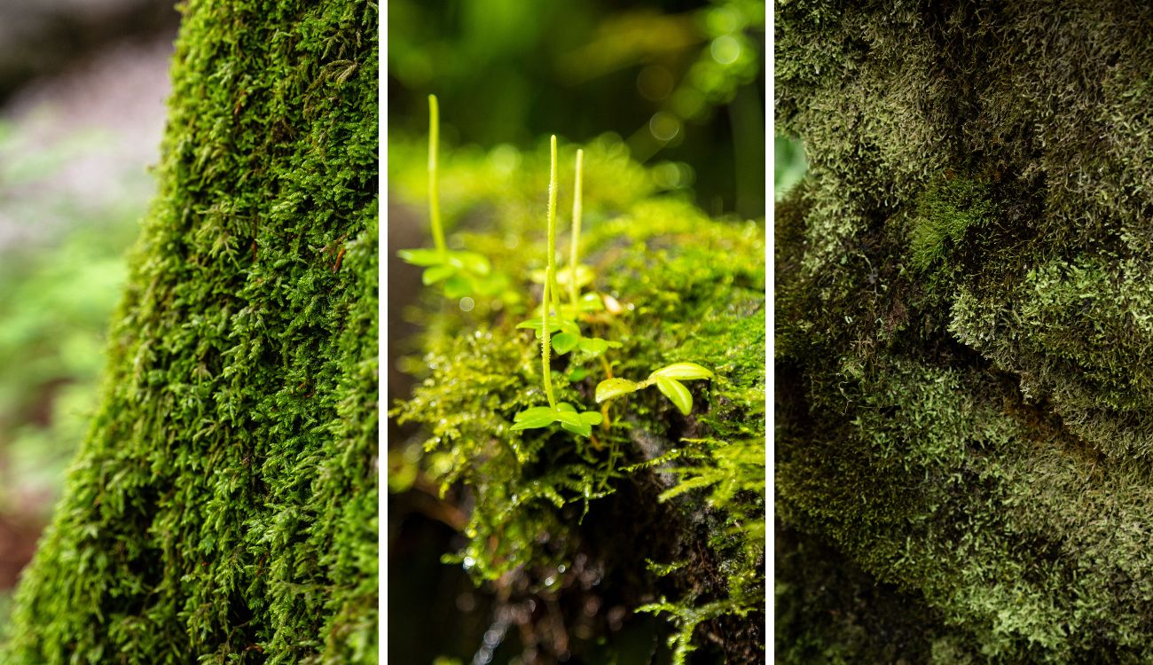 Usar musgo en Navidad le saldrá muy caro, alerta la CAR