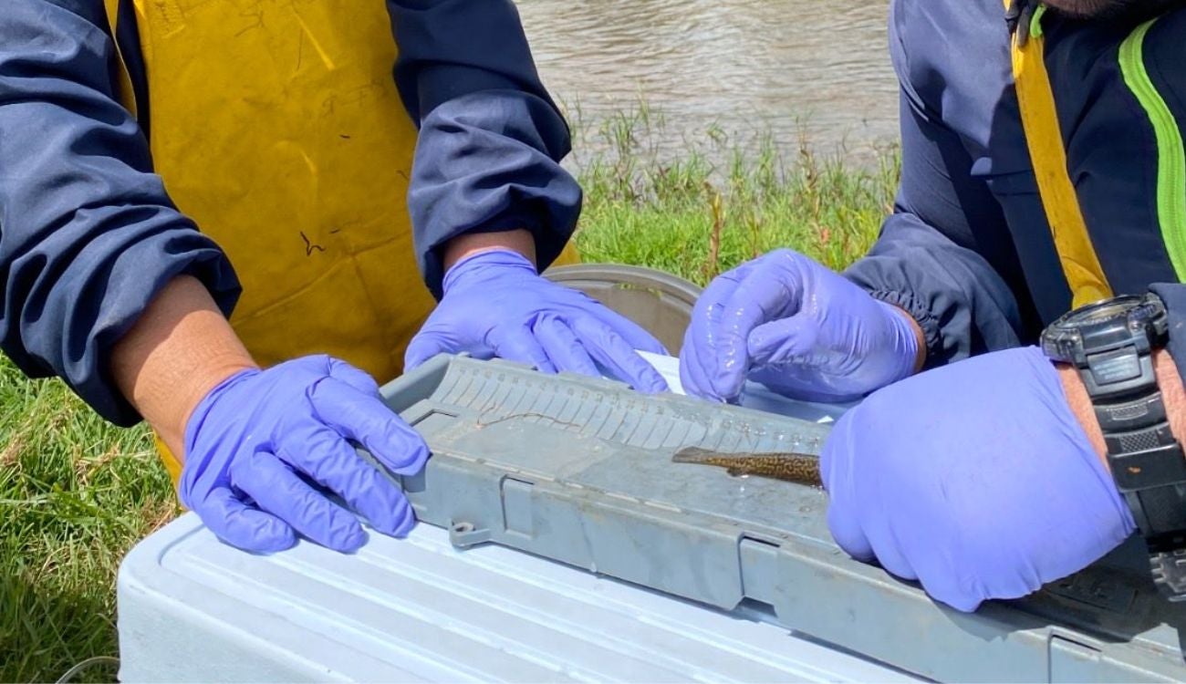 Pez capitán de la Sabana vuelve a escena con apoyo de la CAR