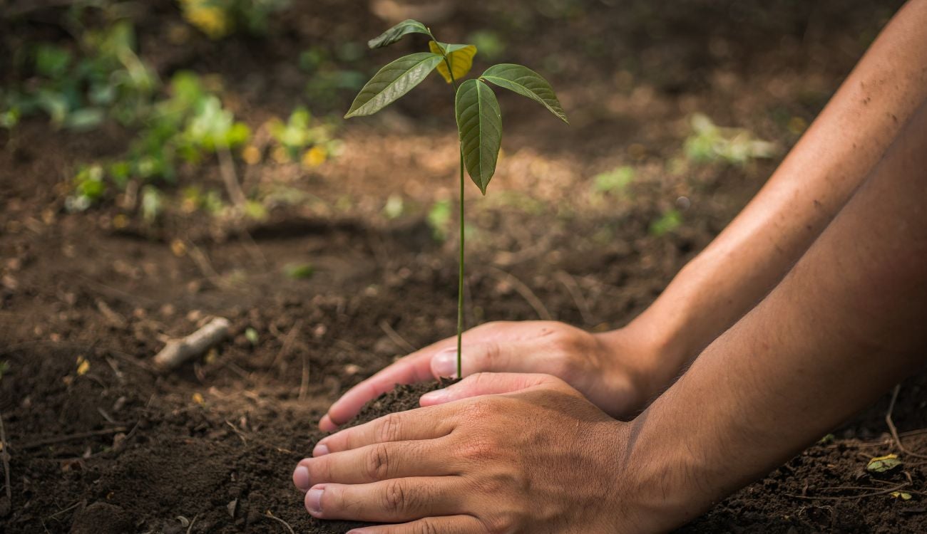 Le meten mano al Parque San Cristóbal: quedará como nuevo
