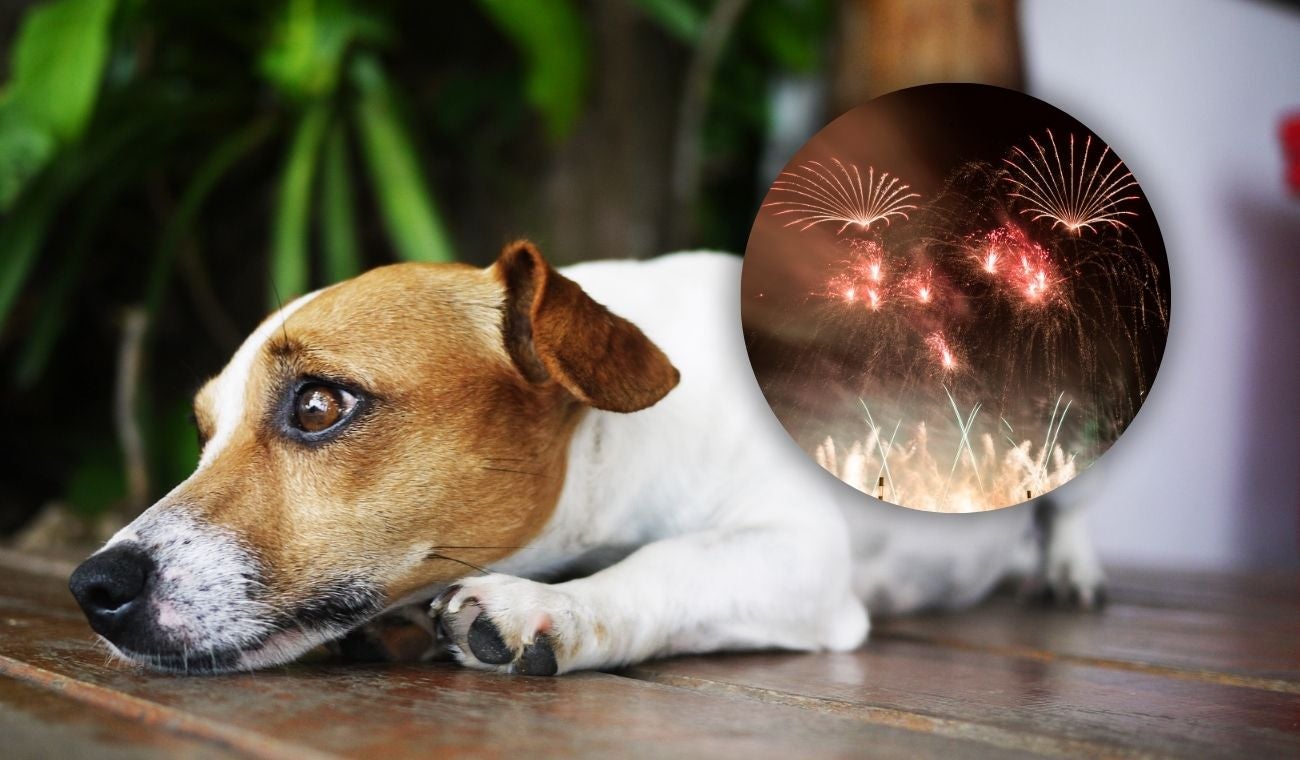 Pólvora afecta a mascotas