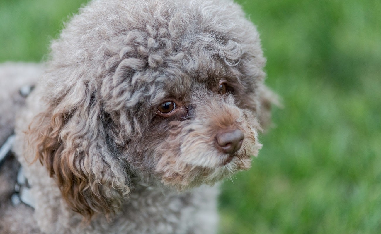 Poodle como el que una mujer lanzó por una ventana