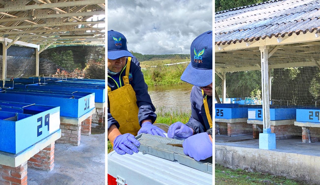 Pez capitán de la Sabana vuelve a escena con apoyo de la CAR