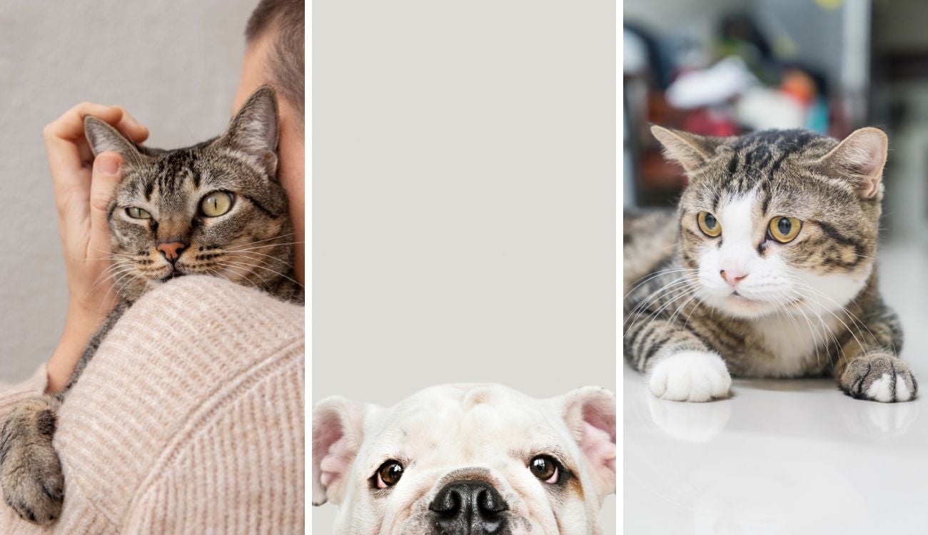 De qué trata 'Cielos en Calma': proyecto busca frenar pólvora por animales