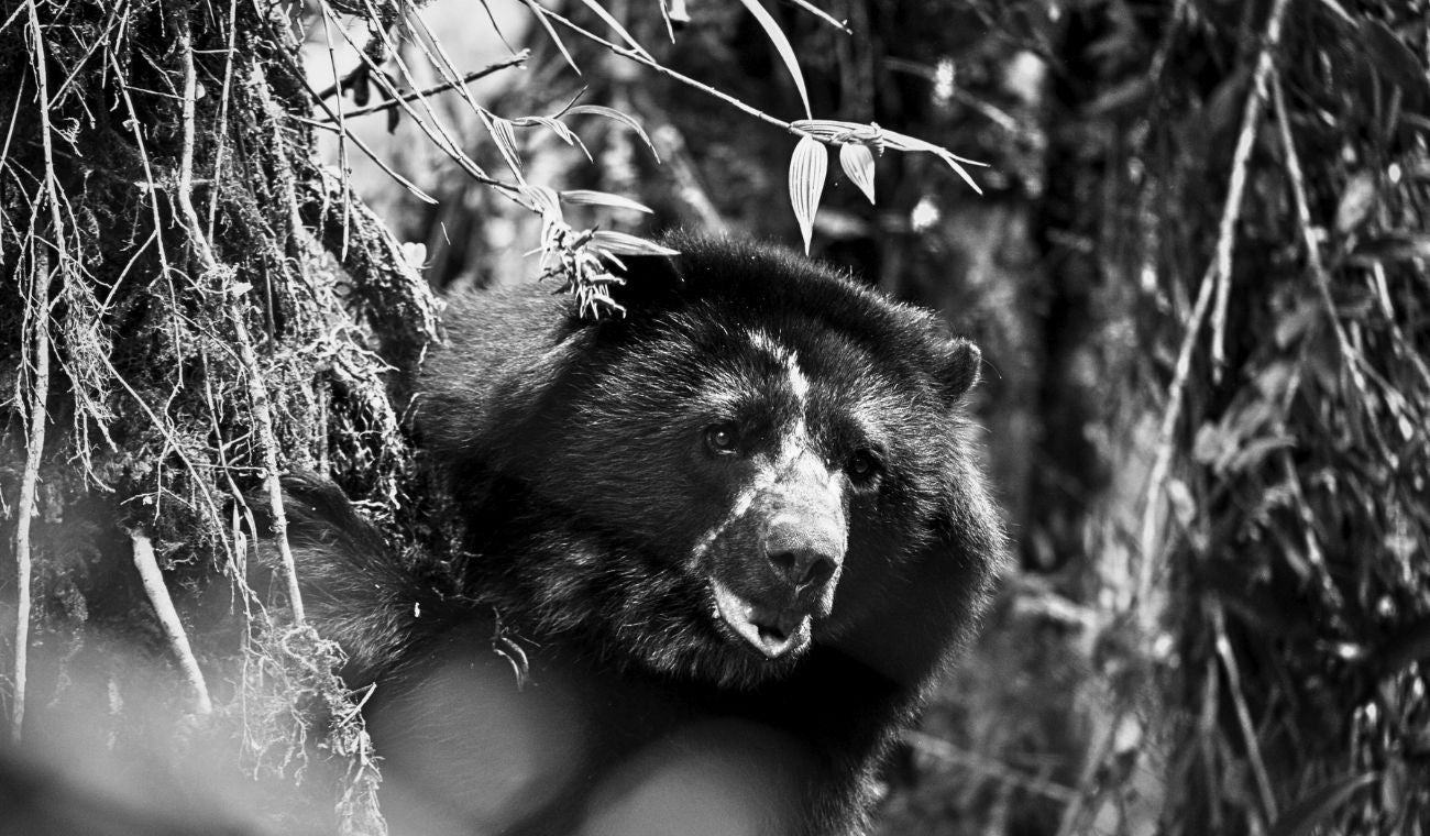 Tamá no alcanzó a conocer la libertad: qué pasó durante su traslado