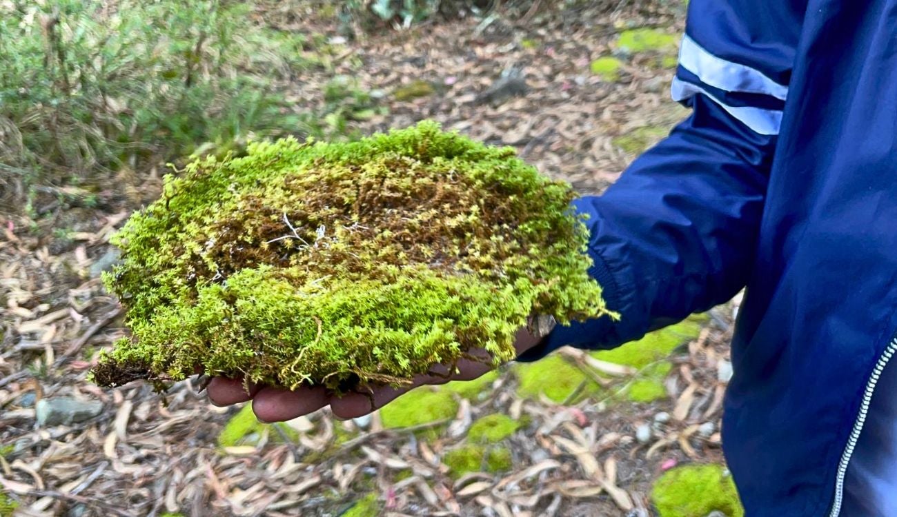 Usar musgo en Navidad le saldrá muy caro, alerta la CAR