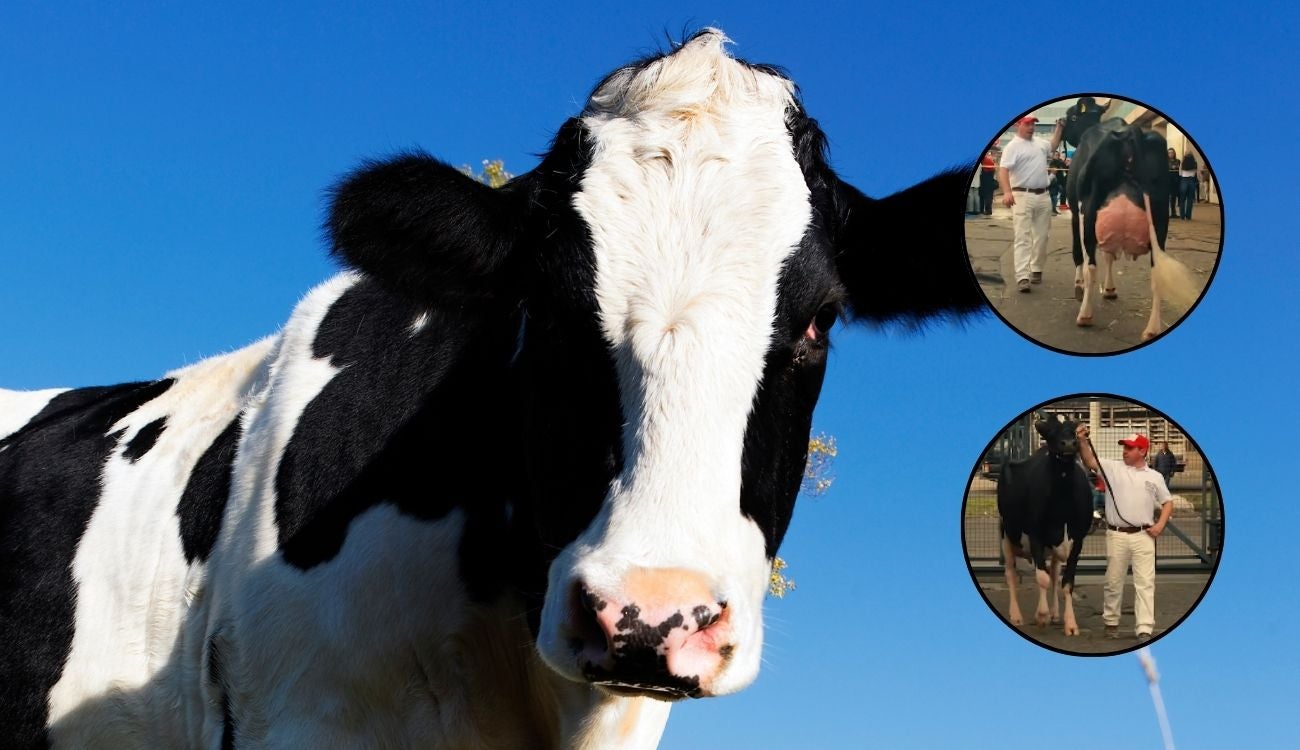 Vaca criada en Ubaté pone a Colombia en lo más alto del Holstein latino
