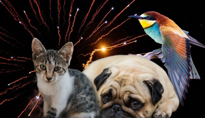 Pólvora desató miedo en casi 1.000 animales: triste Navidad en Bogotá