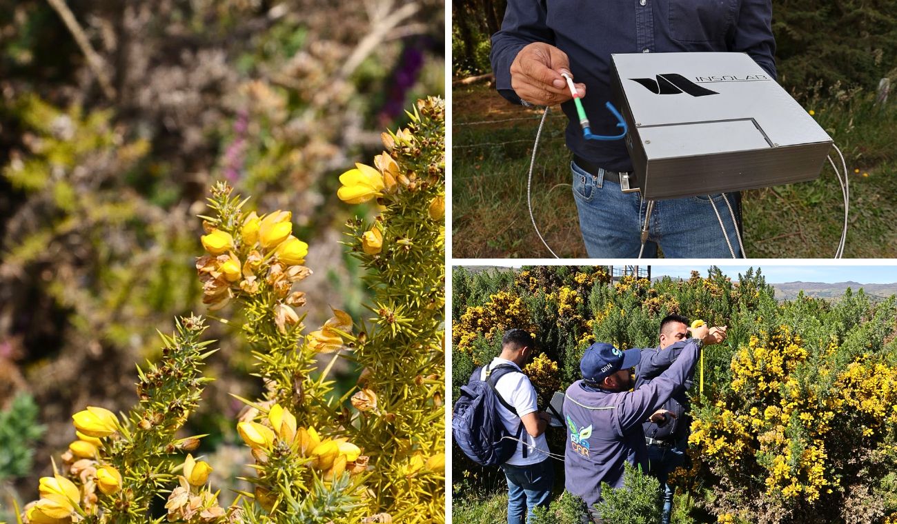 Golpe a especie invasora: CAR usa satélites para ubicar retamo espinoso