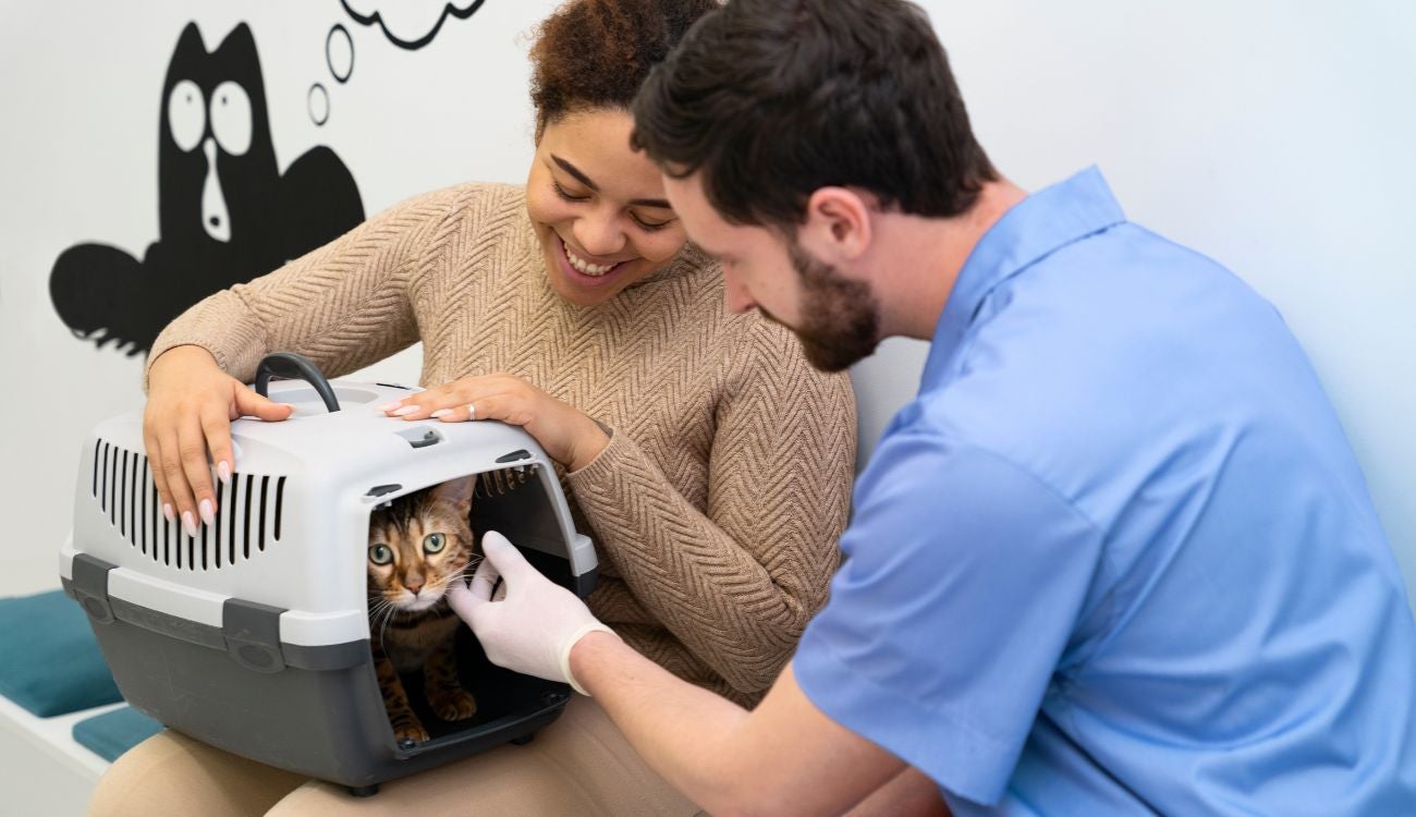 Esterilizaciones gratis para mascotas en Bogotá: no necesita inscripción