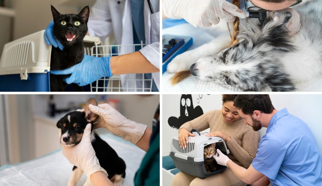 Esterilizaciones gratis para mascotas en Bogotá: no necesita inscripción