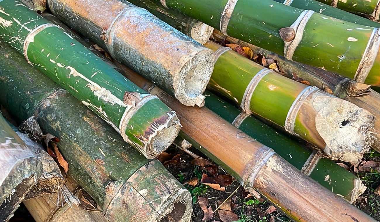 Autoridades frenan camión con guadua ilegal en carretera de Cundinamarca