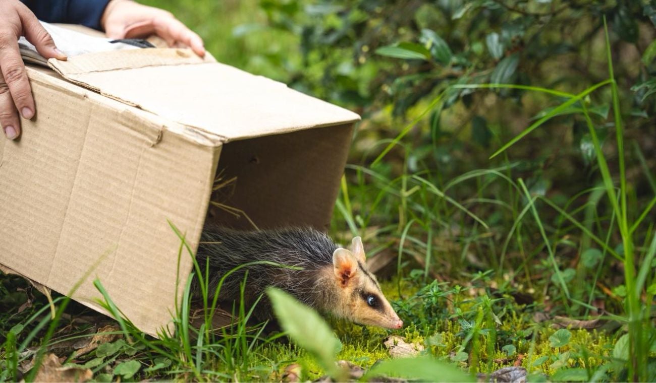 CAR cerró el año con liberación de fauna silvestre y trabajo ambiental