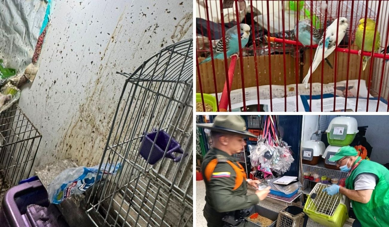 Controles en la Plaza del 20 de Julio: 34 animales fueron rescatados