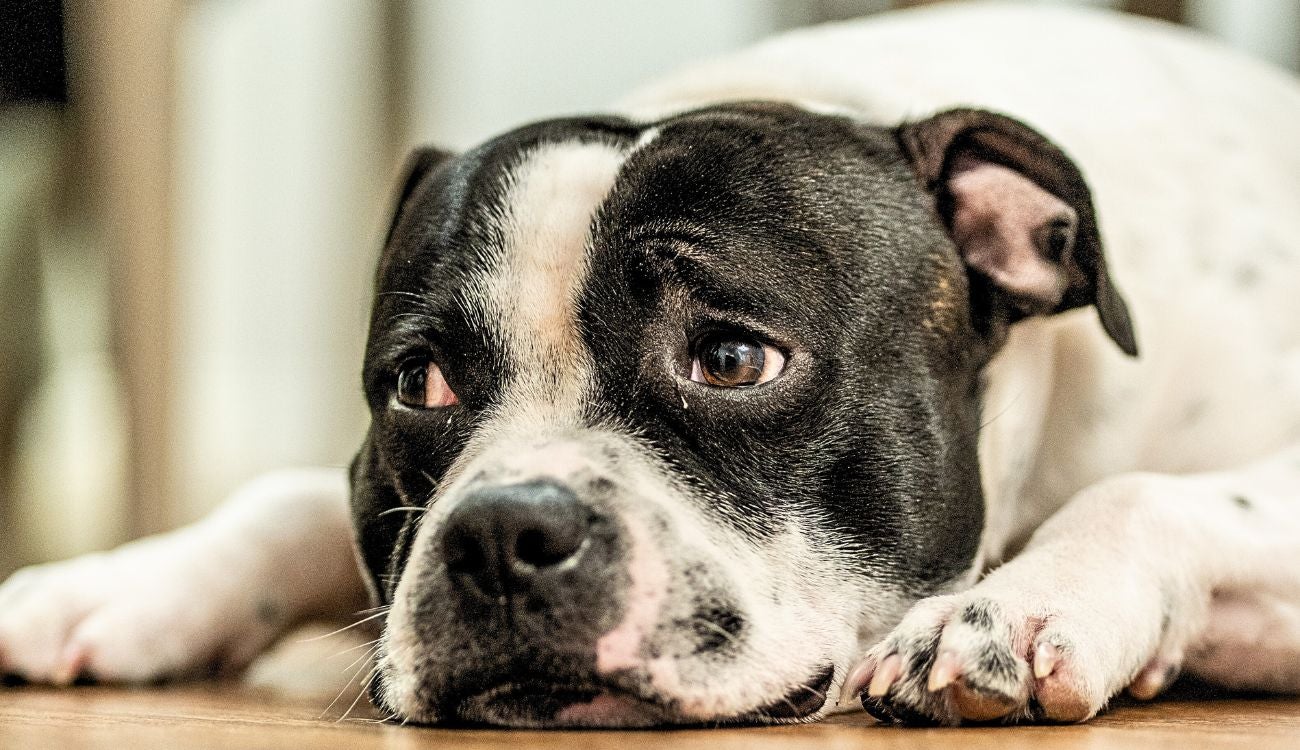 Perrito fue atacado con machete en Suba: vecinos denuncian maltrato animal