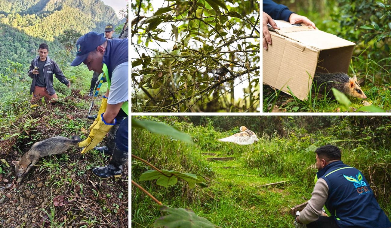 CAR cerró el año con liberación de fauna silvestre y trabajo ambiental