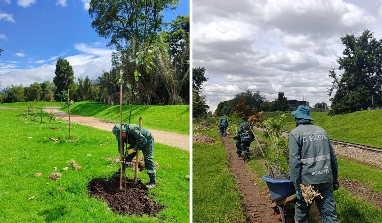 El Salitre se renueva: Bogotá siembra 304 árboles en su pulmón verde