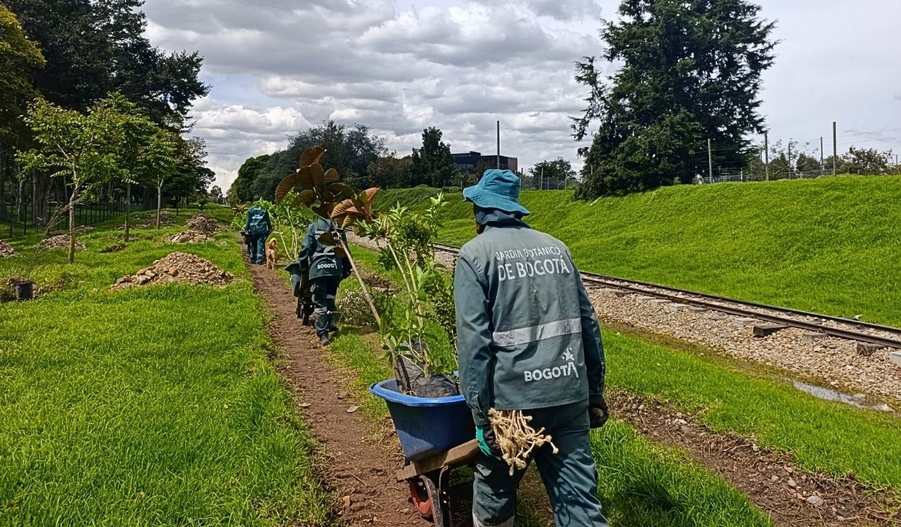 El Salitre se renueva: Bogotá siembra 304 árboles en su pulmón verde