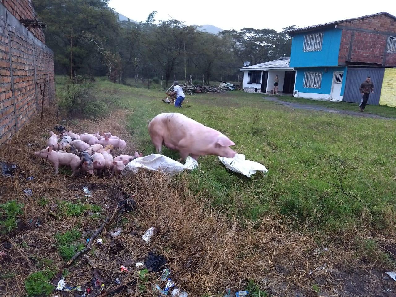 Gran parte de ganado en el municipio de El Dovio resultó afectado.