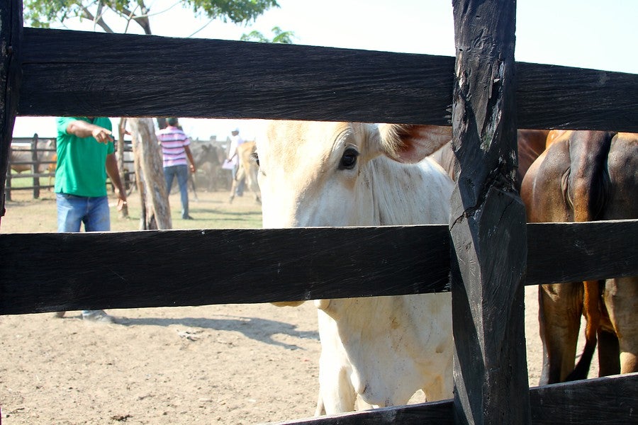 Zona de ganado en Colombia