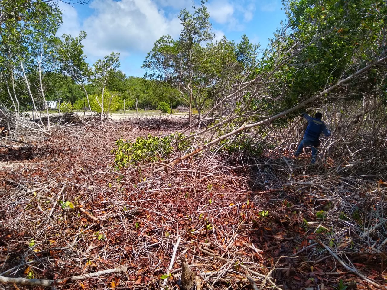 Los capturados deberán responder por daños en los recursos naturales, para rellenar estas zonas de mangle y comercializar lotes