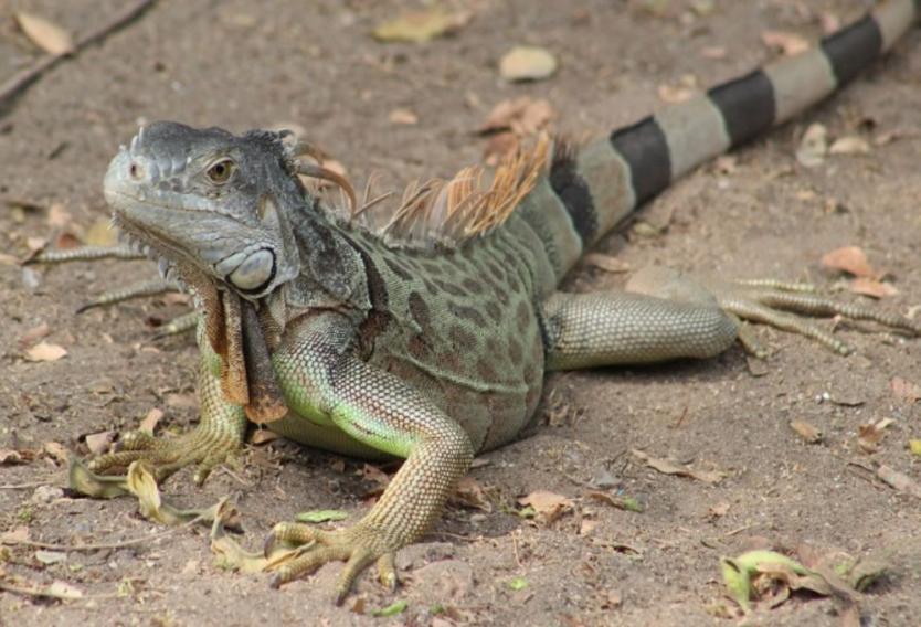 La entraron policías en la calle