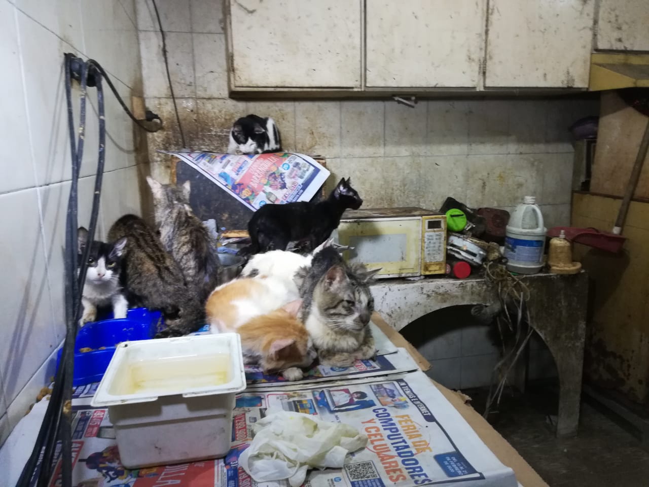 Los gatos estaban en mal estado de salud.