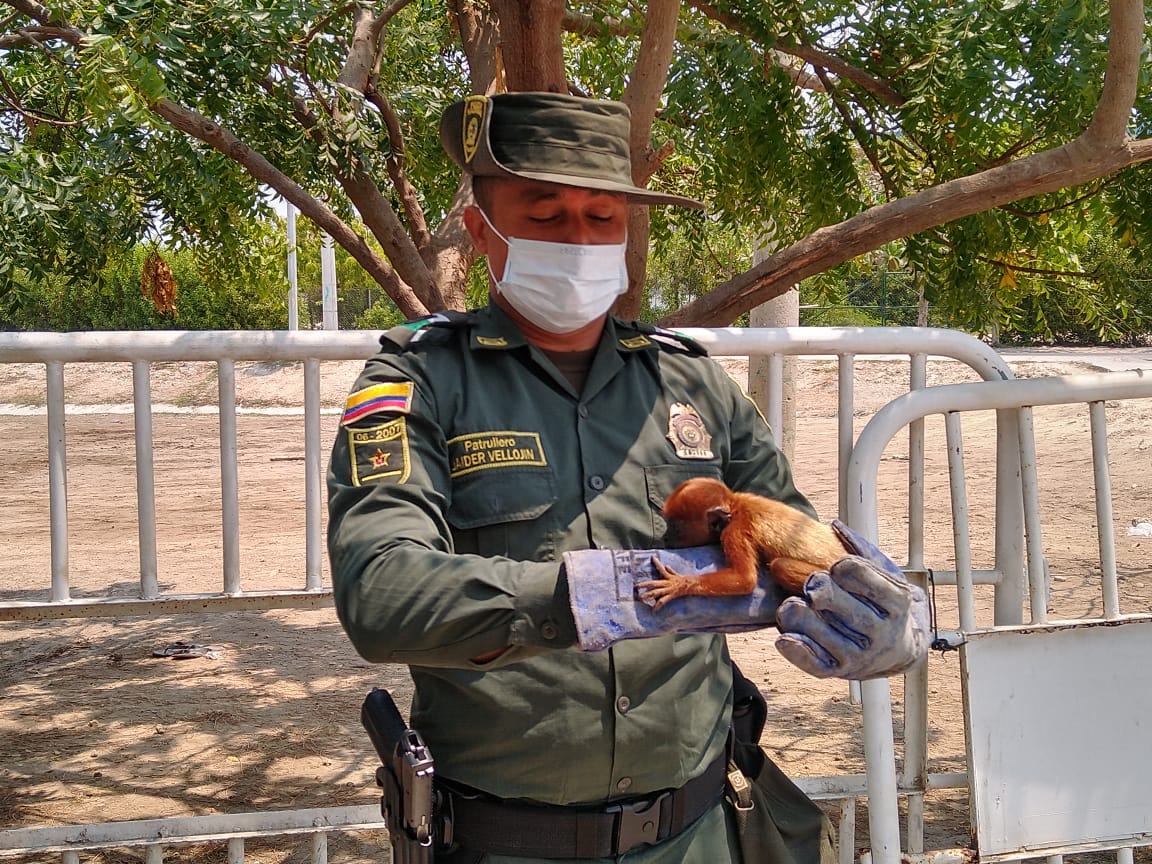 En un sector del barrio el Pozón fueron resctados