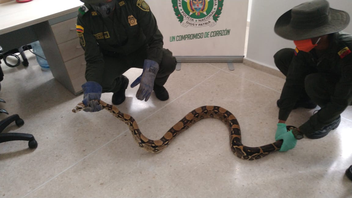 Fue liberada en su hábitat natural en una zona ecológica