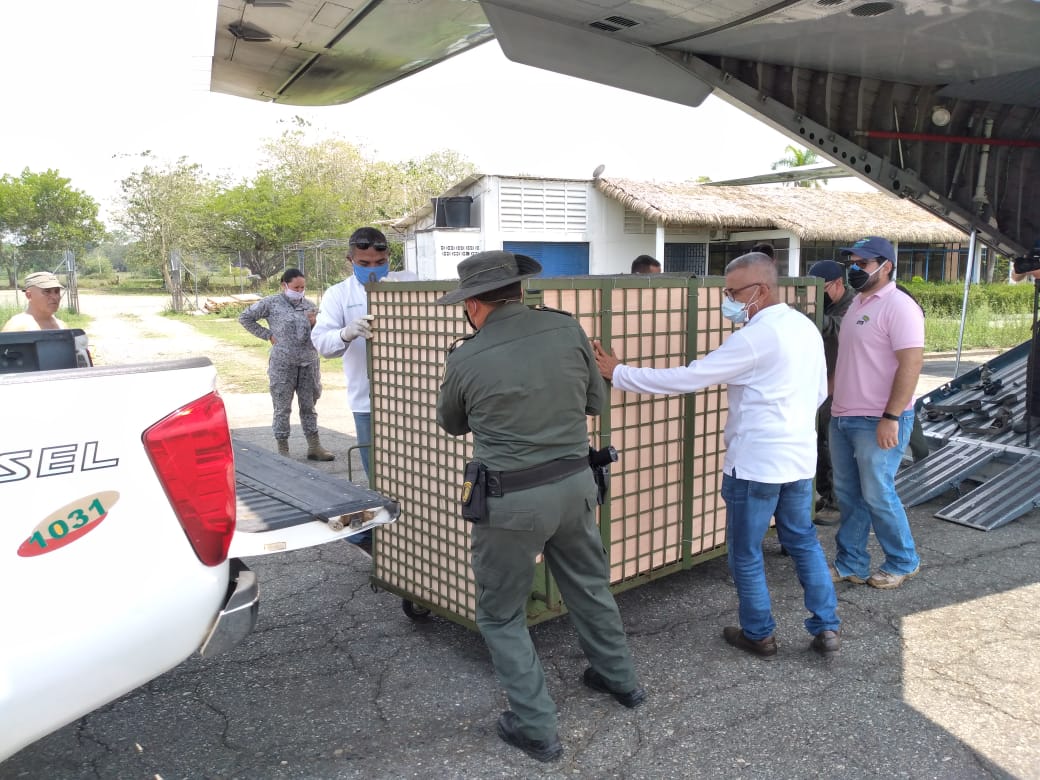 El tigre se crió en la hacienda Nápoles