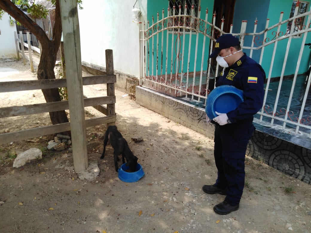 Perros Callejeros en el municipio de Coveñas fueron alimentados por la Armada Nacional.