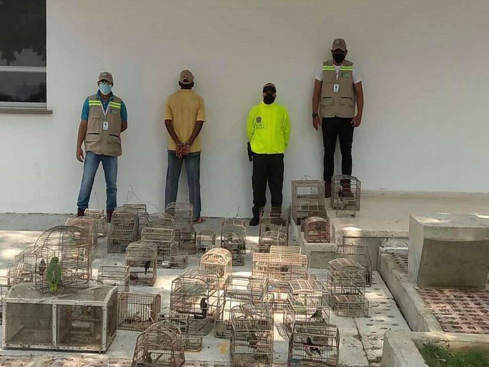 Las aves serán liberadas hoy en el Día Mundial del Medio Ambiente