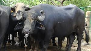 Judicial, Búfalo, Accidente, Sitio Nuevo, Magdalena