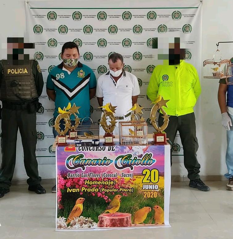 Dos personas capturadas en Corozal cuando realizaban concurso de canarios sin cumplir con los protocolos de Bioseguridad
