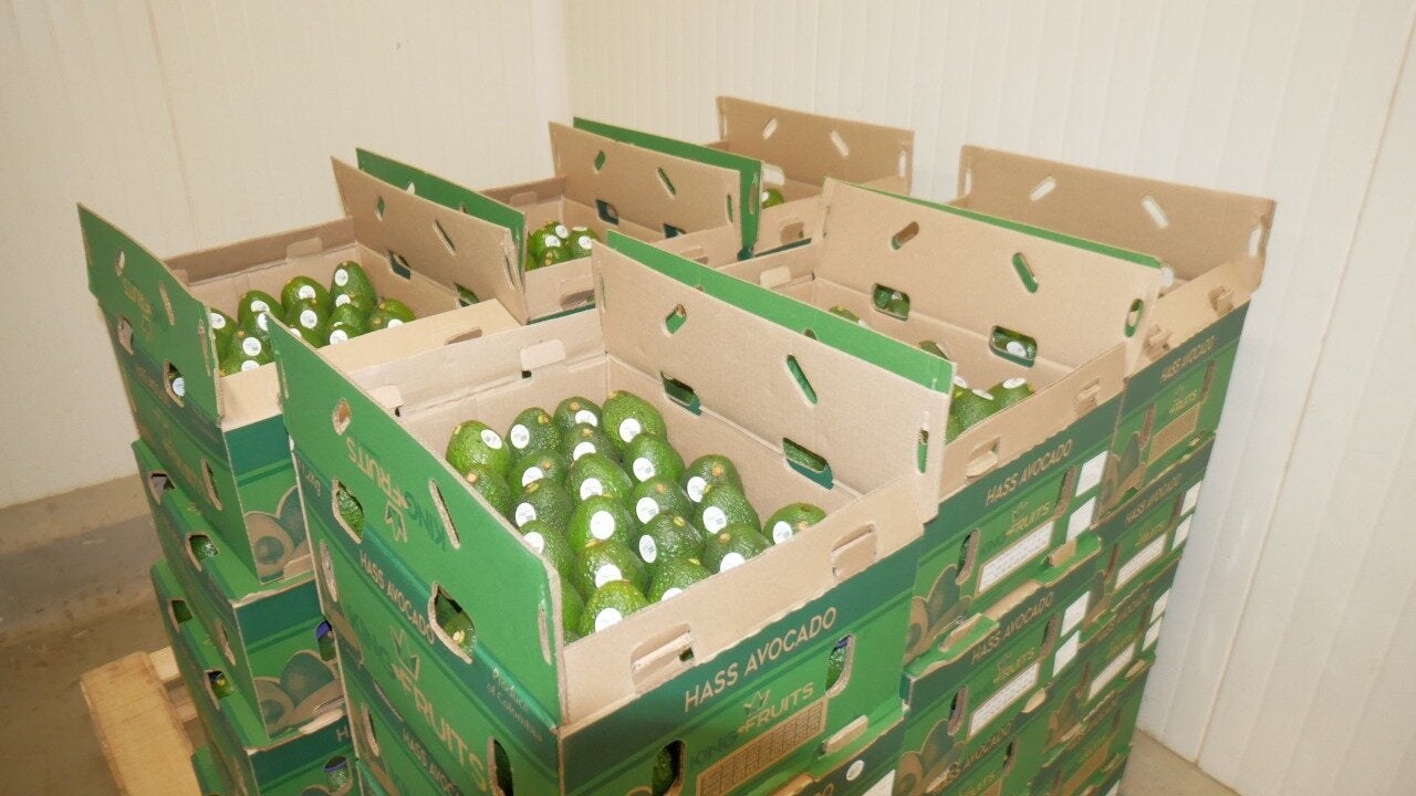 Aguacate, Puerto, Santa Marta, Exportación, Estados Unidos